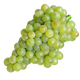 Catarratto Grapes - Sicilian White Grape Variety Known for High-Acidity Wines png