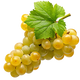 Chardonnay Grapes - Key Variety Used in White Wine Production png