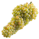 Garnacha Blanca Grapes - Spanish White Grape Variety Known for Rich, Full-Bodied Wines png