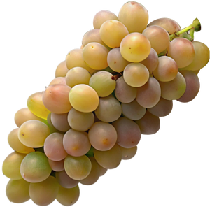 Khikhvi Grapes - Rare Georgian White Grape Variety Used in Both Dry and Sweet Wines png