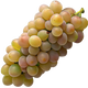 Khikhvi Grapes - Rare Georgian White Grape Variety Used in Both Dry and Sweet Wines png