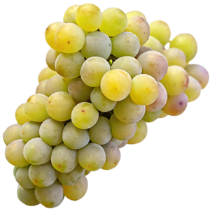 Kisi Grapes - Ancient Georgian White Grape Variety Known for Orange Wines png