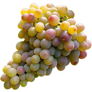 Krahuna Grapes - Georgian White Grape Variety Used in Rich and Complex Wines png