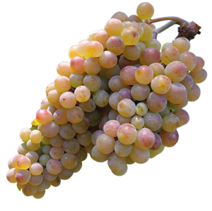 Rkatsiteli Grapes - Traditional Georgian White Grape Variety Known for High Acidity Wines png