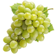 Tamioasa-Romaneasca Grapes - Aromatic White Grape Variety Indigenous to Romania - grape png