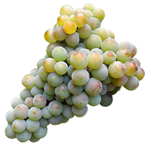 Tsitska Grapes - Georgian White Grape Variety Used in Sparkling and Still Wines png