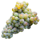 Tsitska Grapes - Georgian White Grape Variety Used in Sparkling and Still Wines png