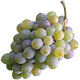 Tsolikauri Grapes - Indigenous Georgian White Grape Variety Used in Dry and Semi-Sweet Wines png